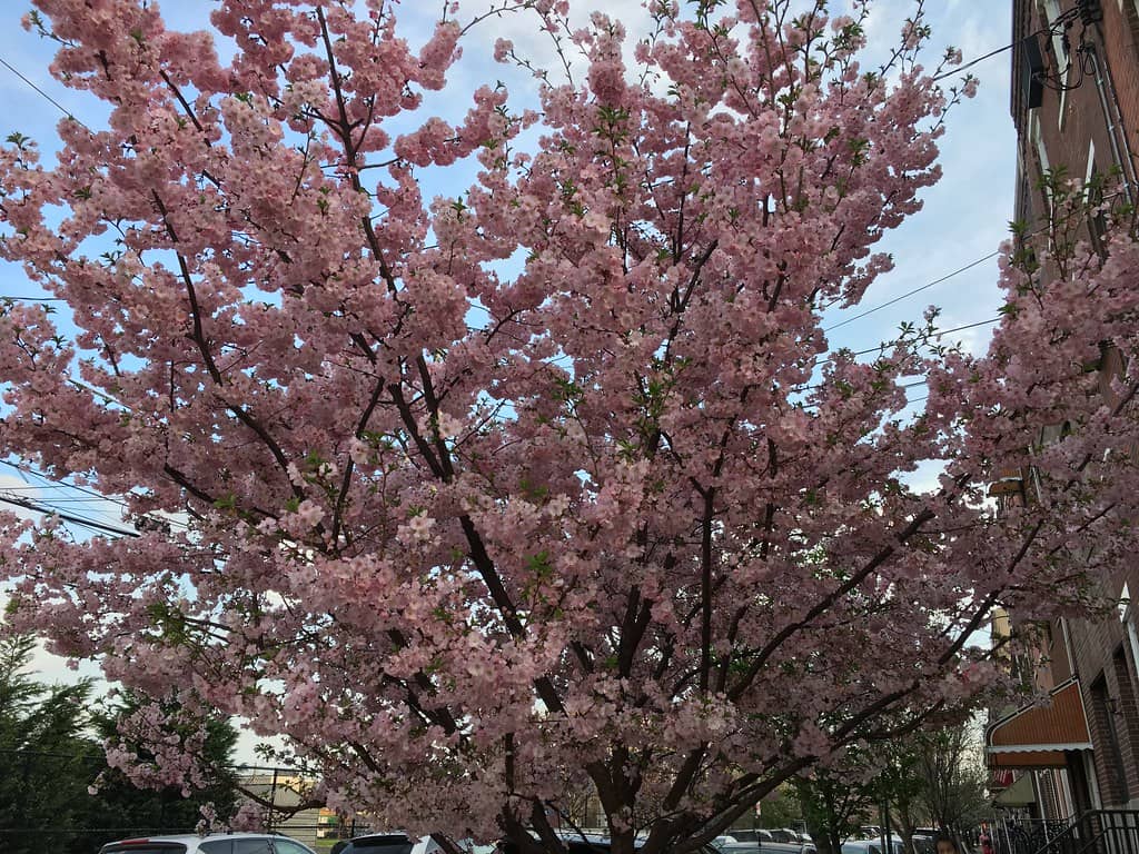 Blooming Cherry Trees