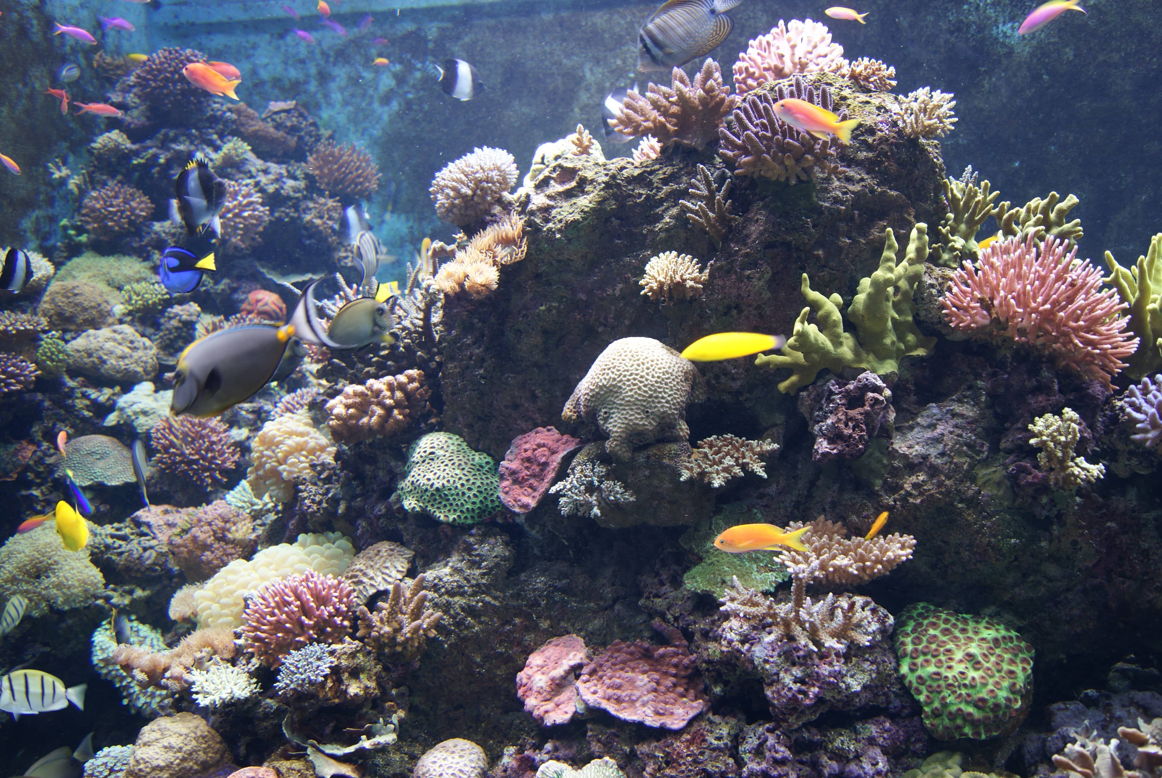 Vibrant Coral Reefs