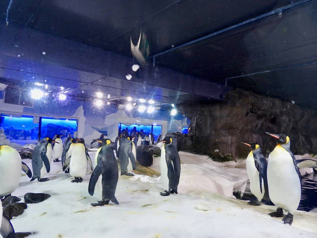 Penguin Encounters