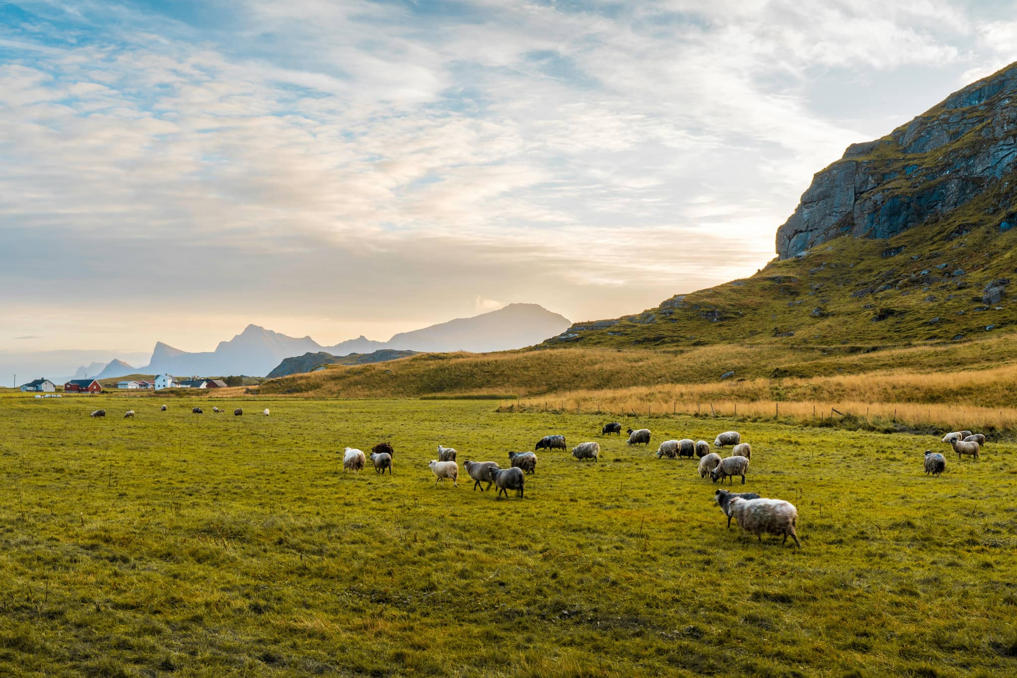 Friendly Local Sheep