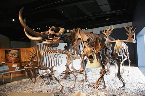 USS Indianapolis Display