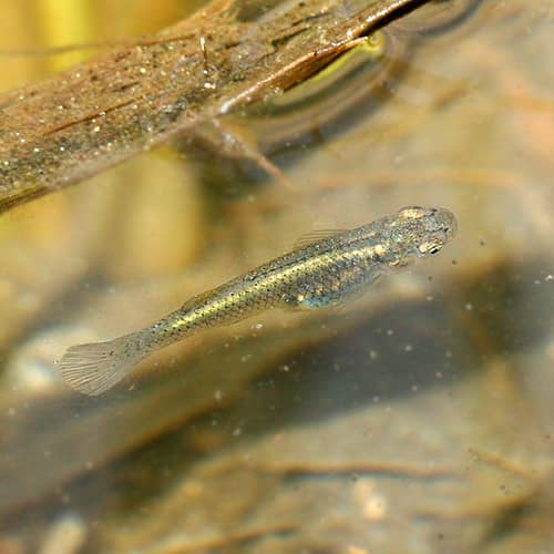 Desert Pupfish Pools