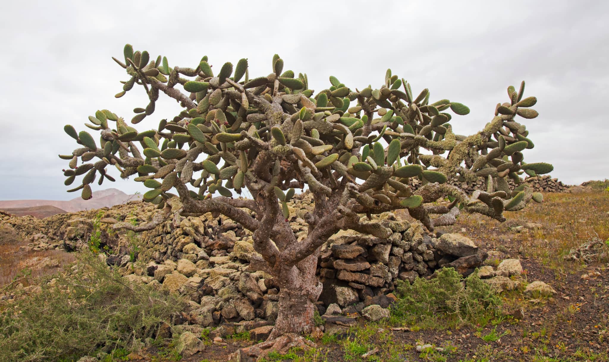 Unique Flora