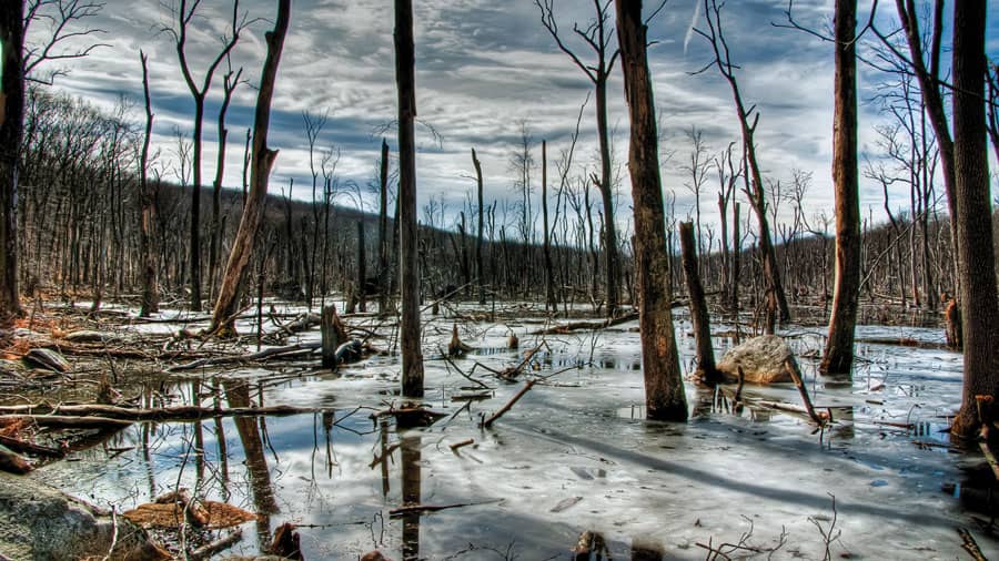 Dog-Friendly Off-Leash Areas