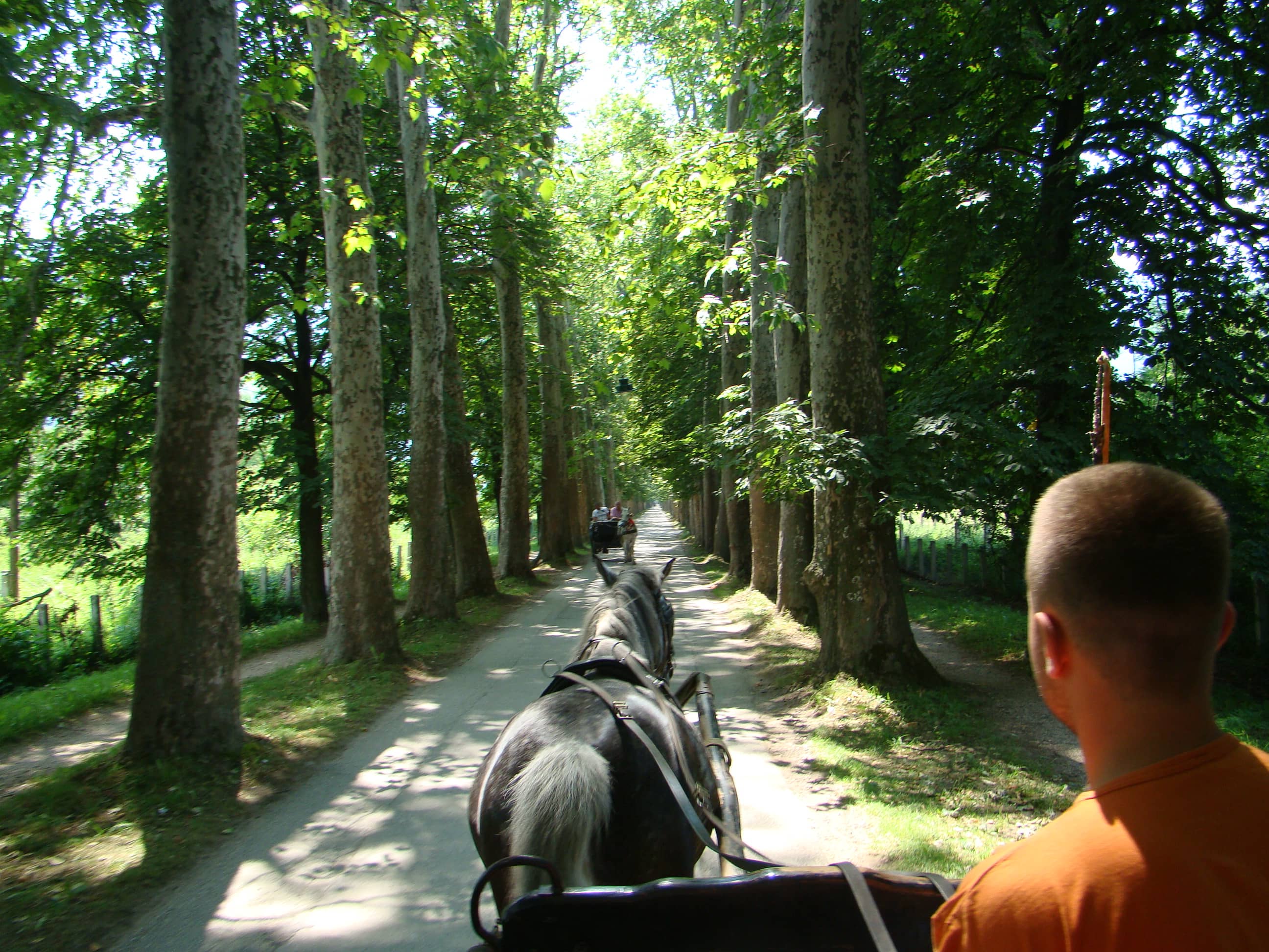Lush Woodland Trails