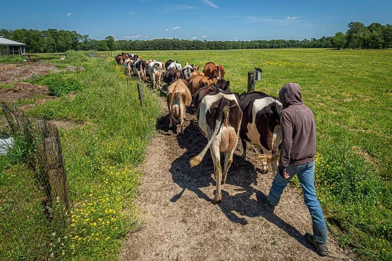 Student Farm & Dairy