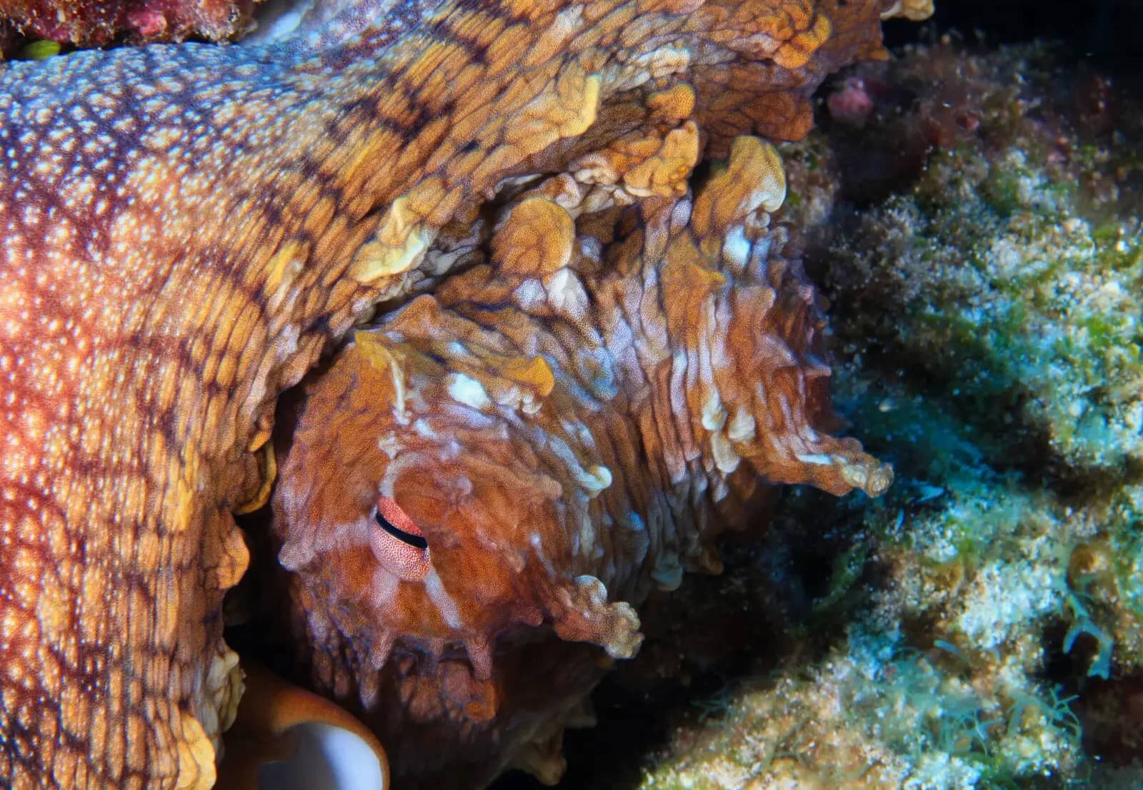 Vibrant Coral Reefs