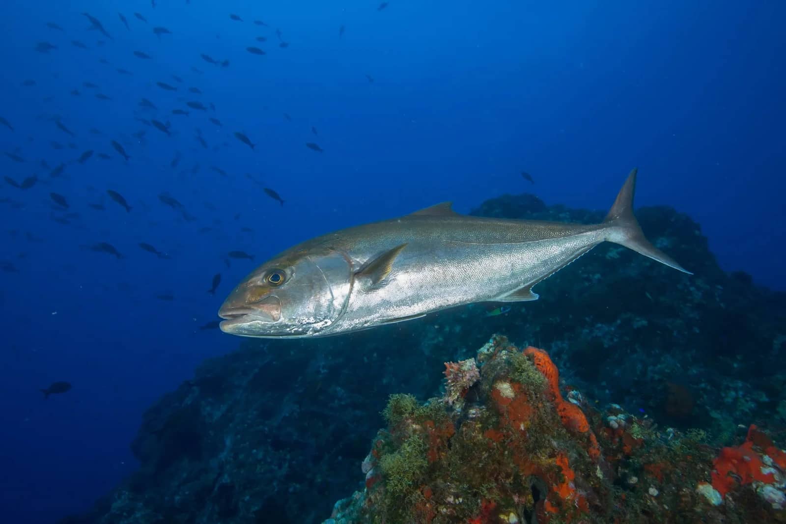 Abundant Marine Wildlife