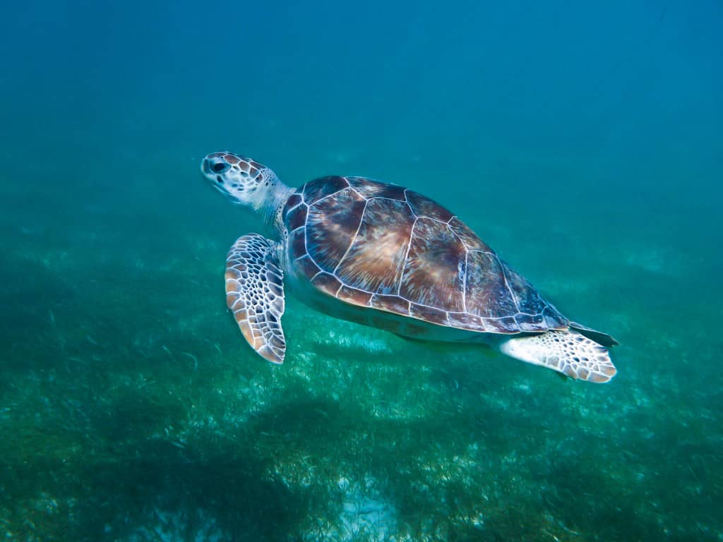 Akumal Bay Snorkeling