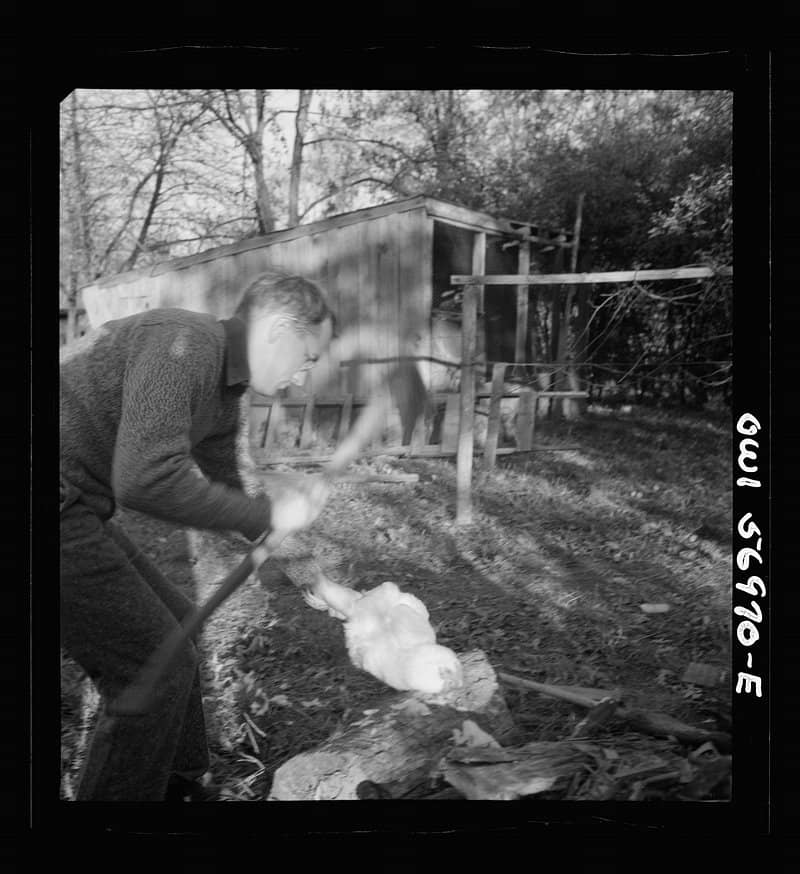 Magnificent Black Maple Tree