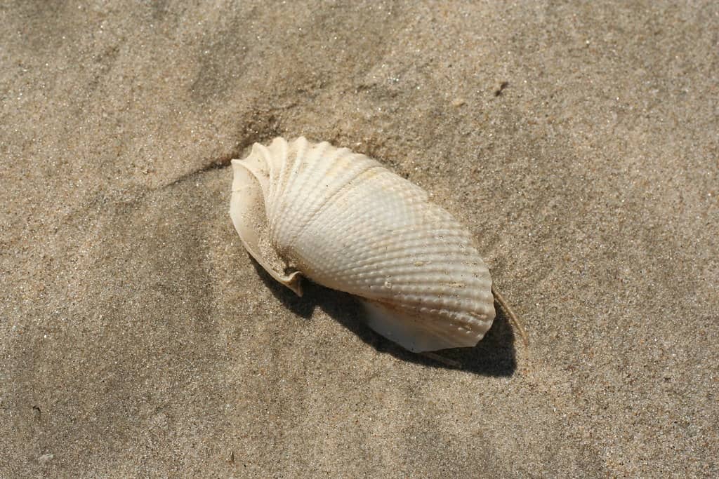 Pristine Beach Access