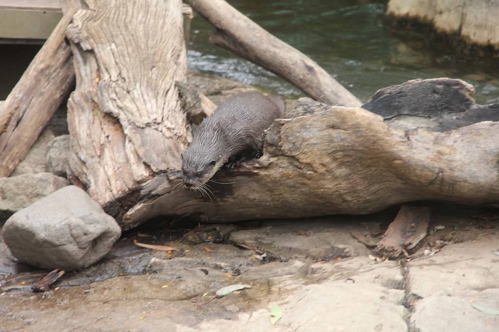 Aquarium Exhibits
