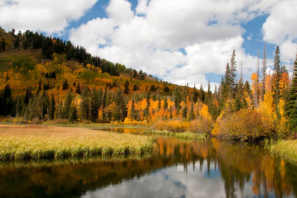 Autumn Aspen Colors