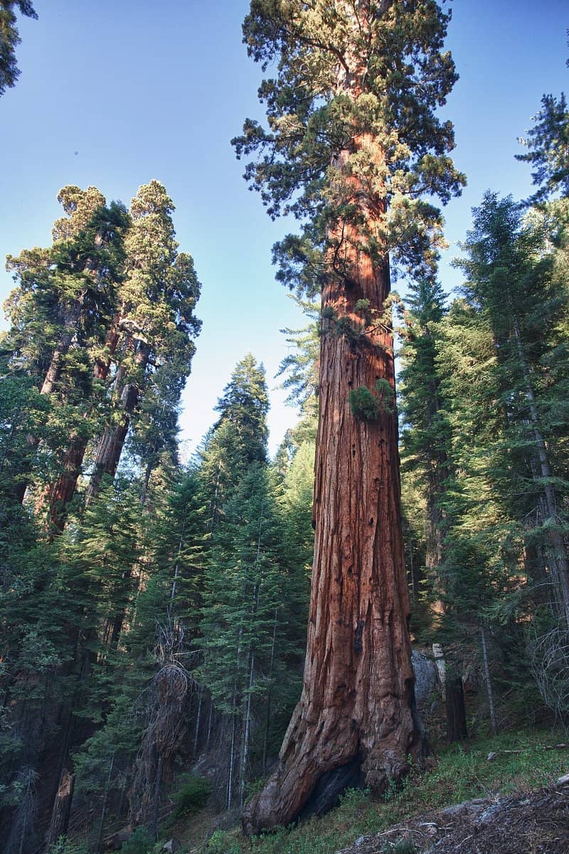 Giant Redwoods