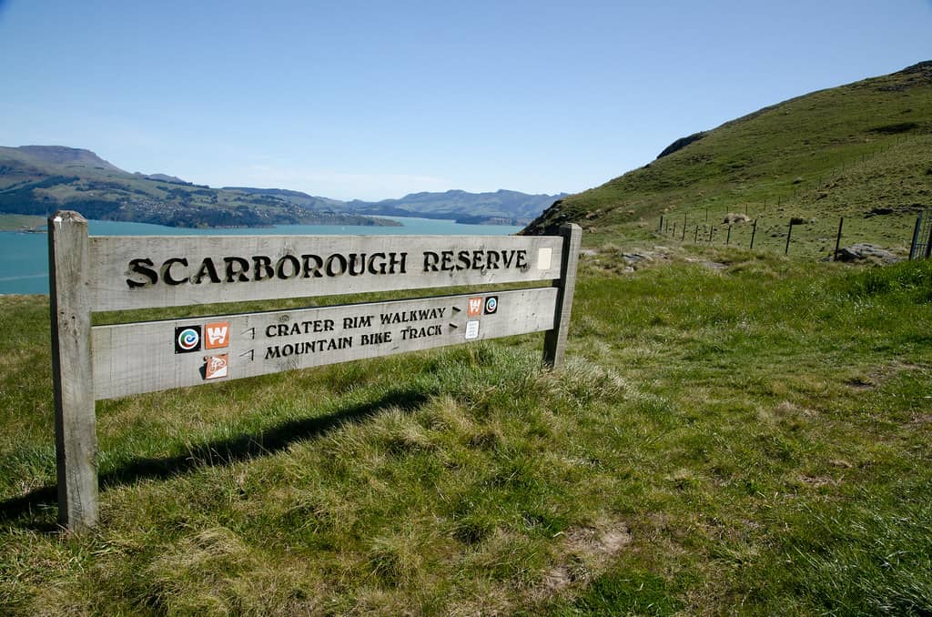 Lambing Season Delights