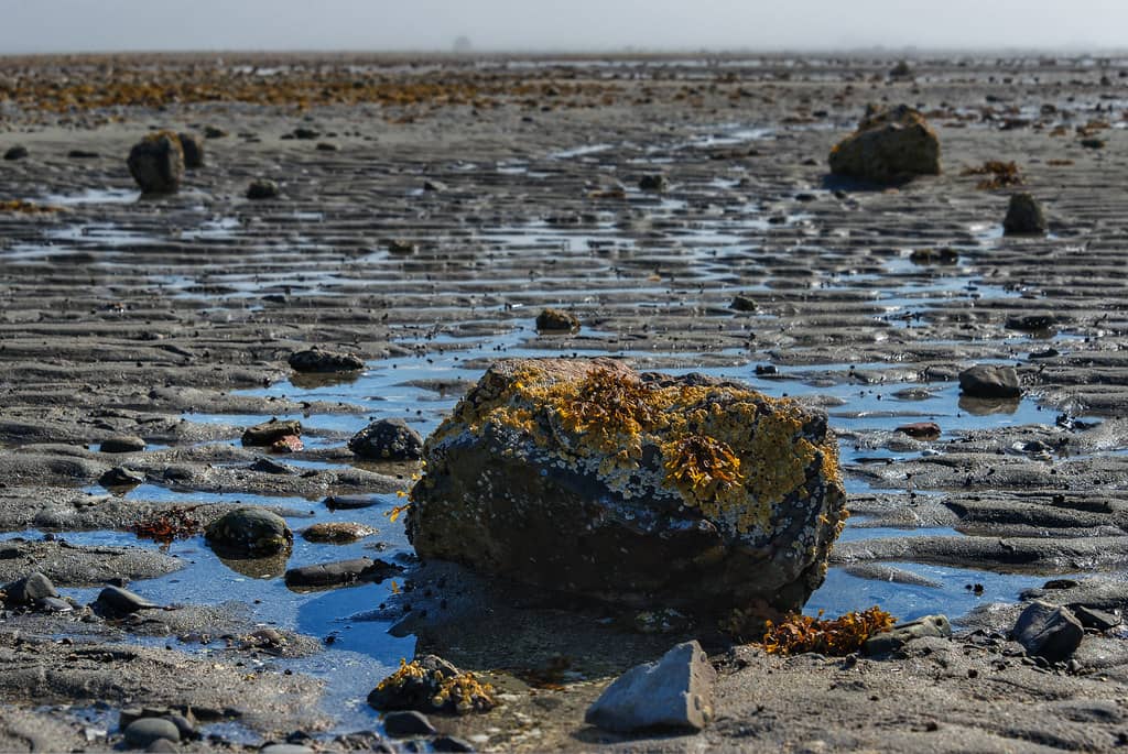 Tidal Pool Exploration