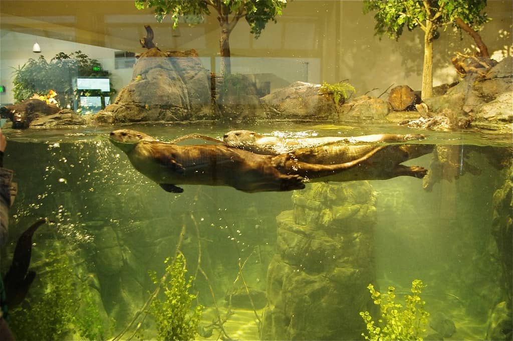 River Otters
