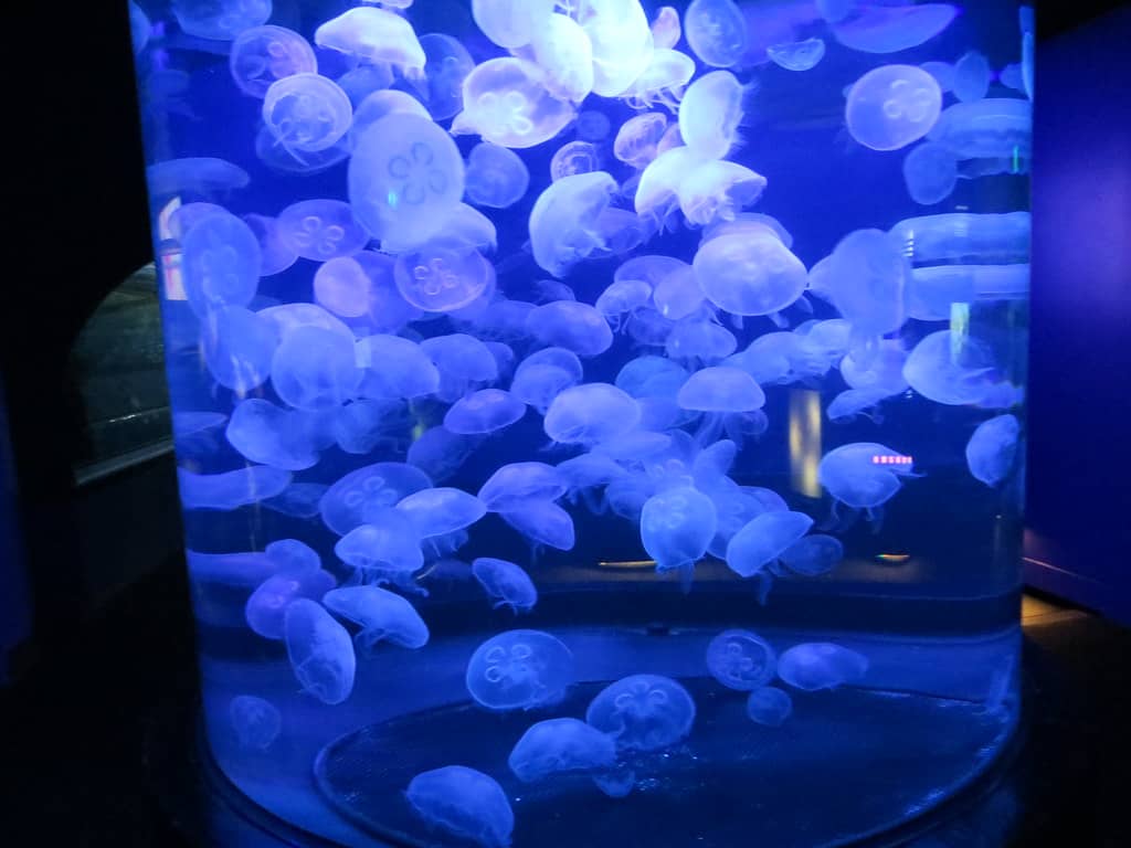 Jellyfish Exhibits
