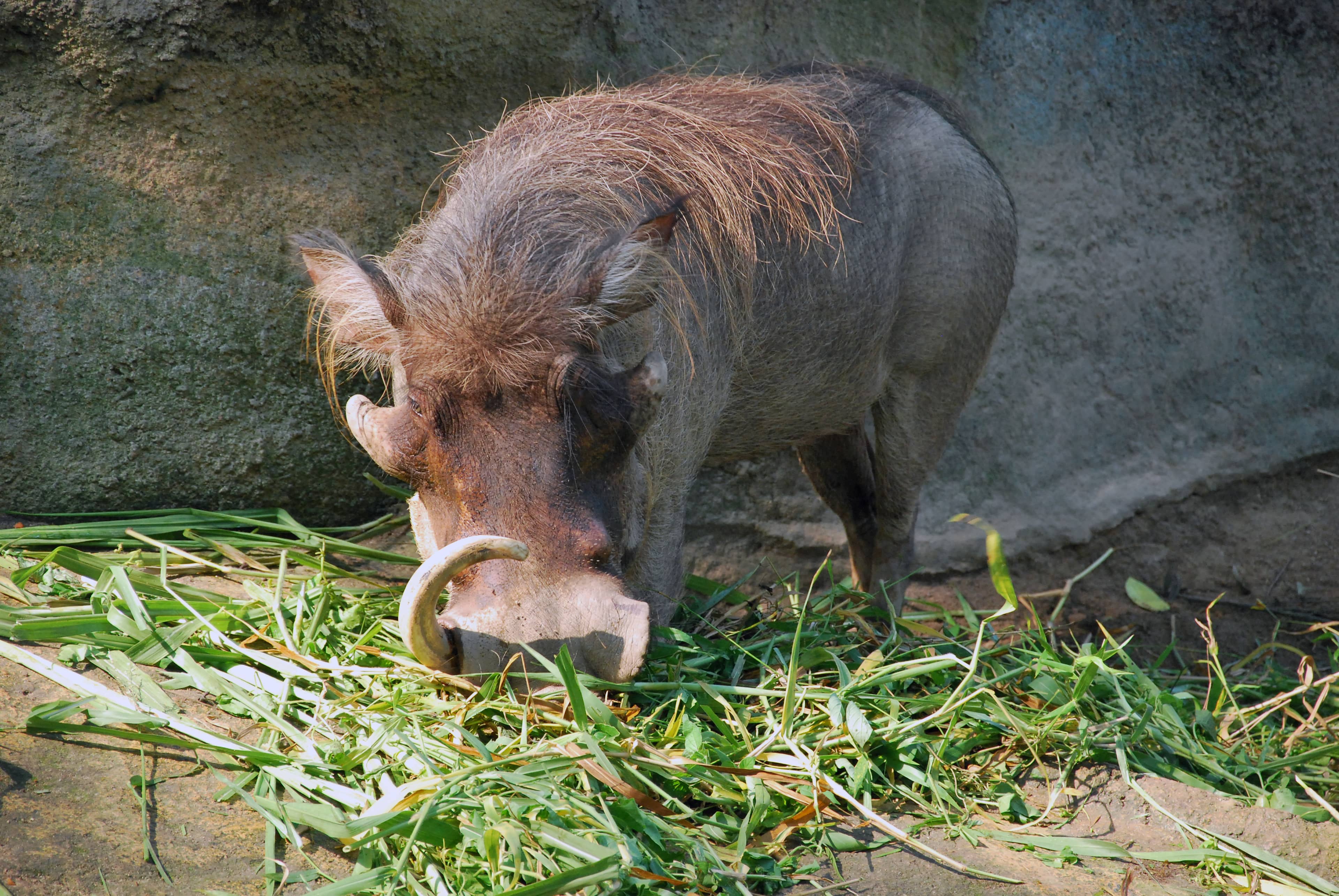 Breakfast in the Wild