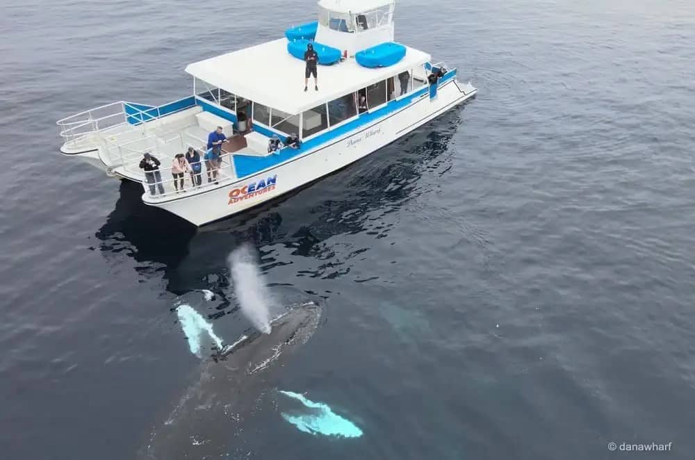 Marine Conservation Efforts