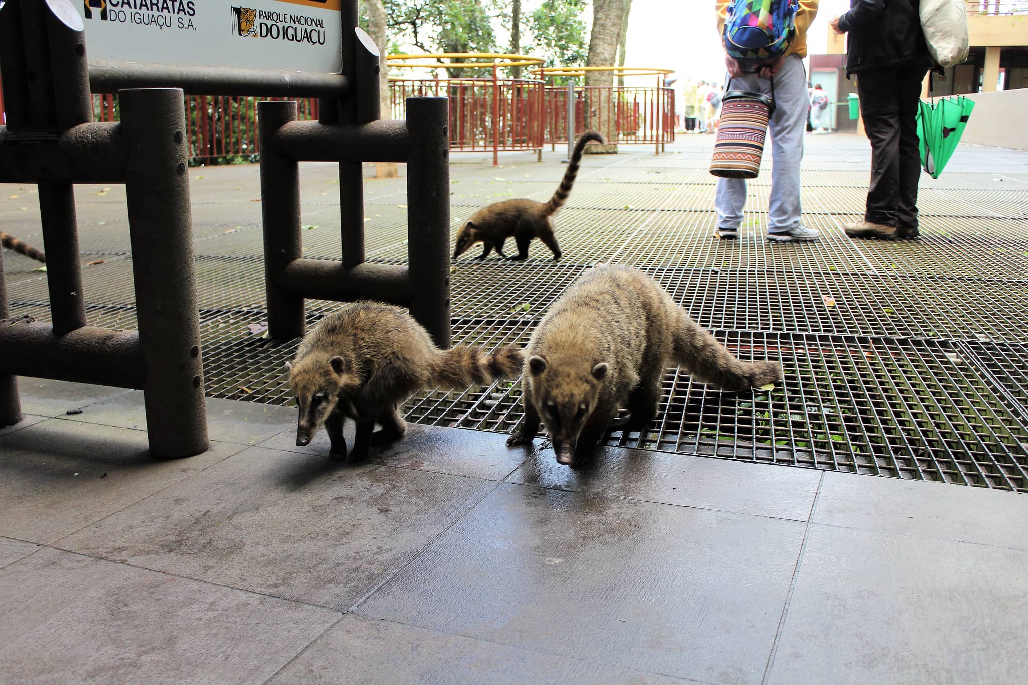 Explore the Zoo
