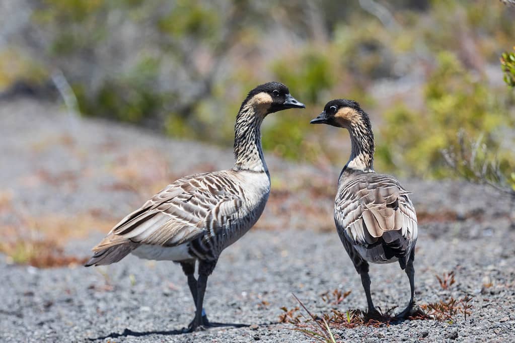 Wildlife Viewing