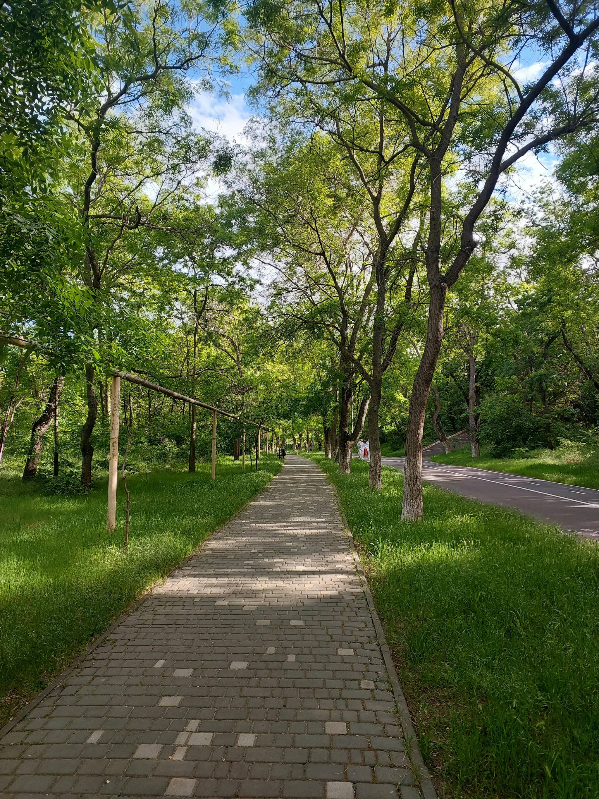 Mature Tree Canopy