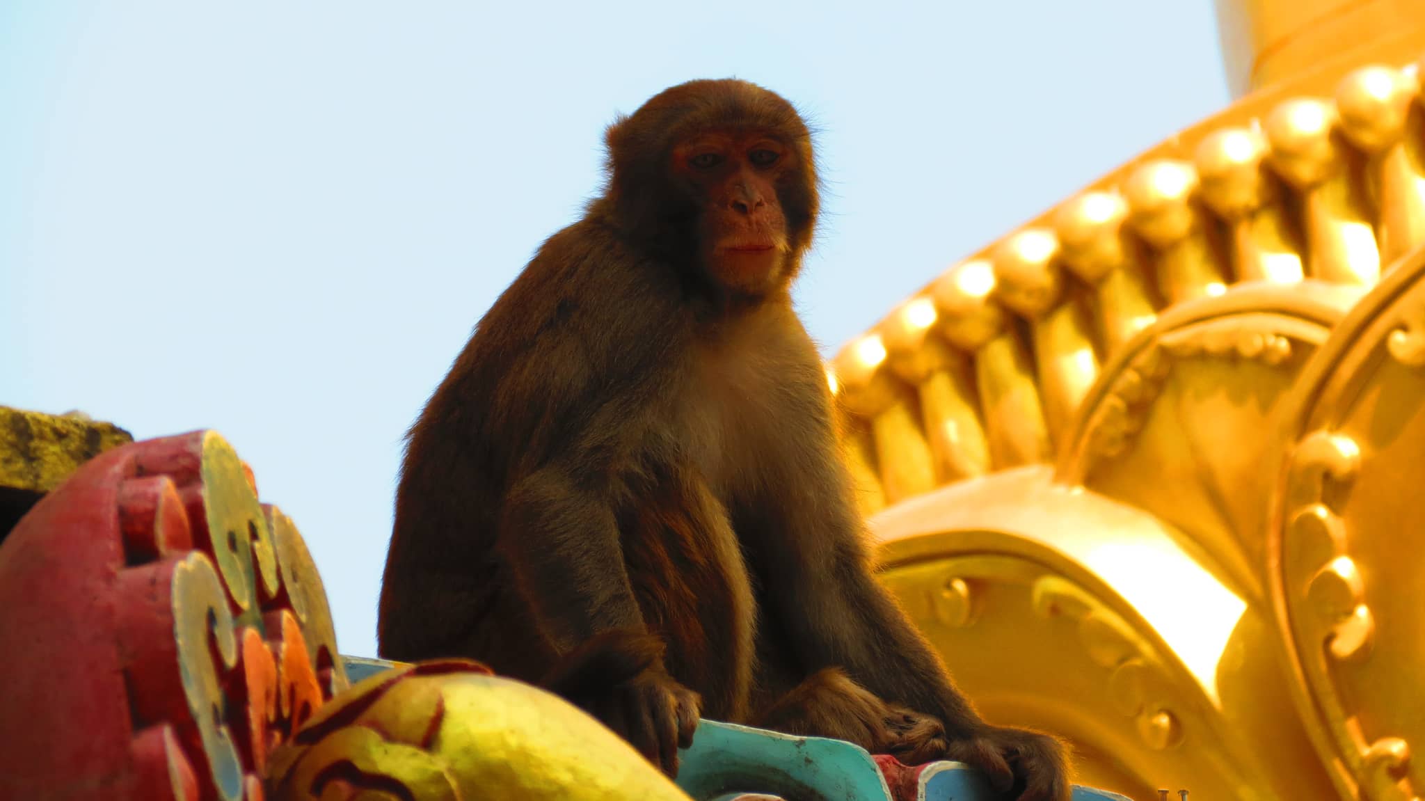 Monkey Encounters