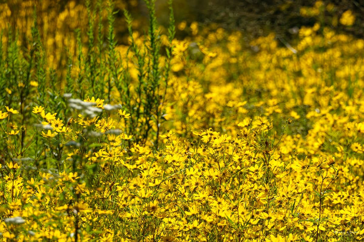 Wildlife Viewing