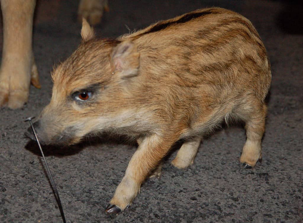 Grande Galerie de l'Évolution