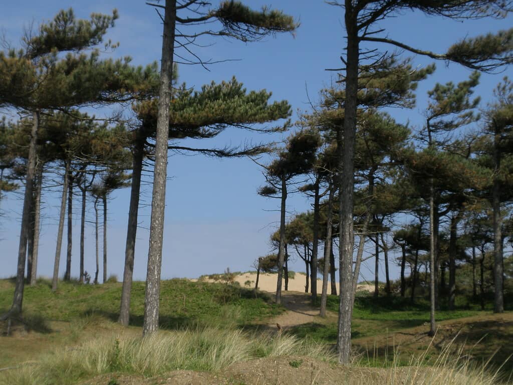 Pristine Pine Woods