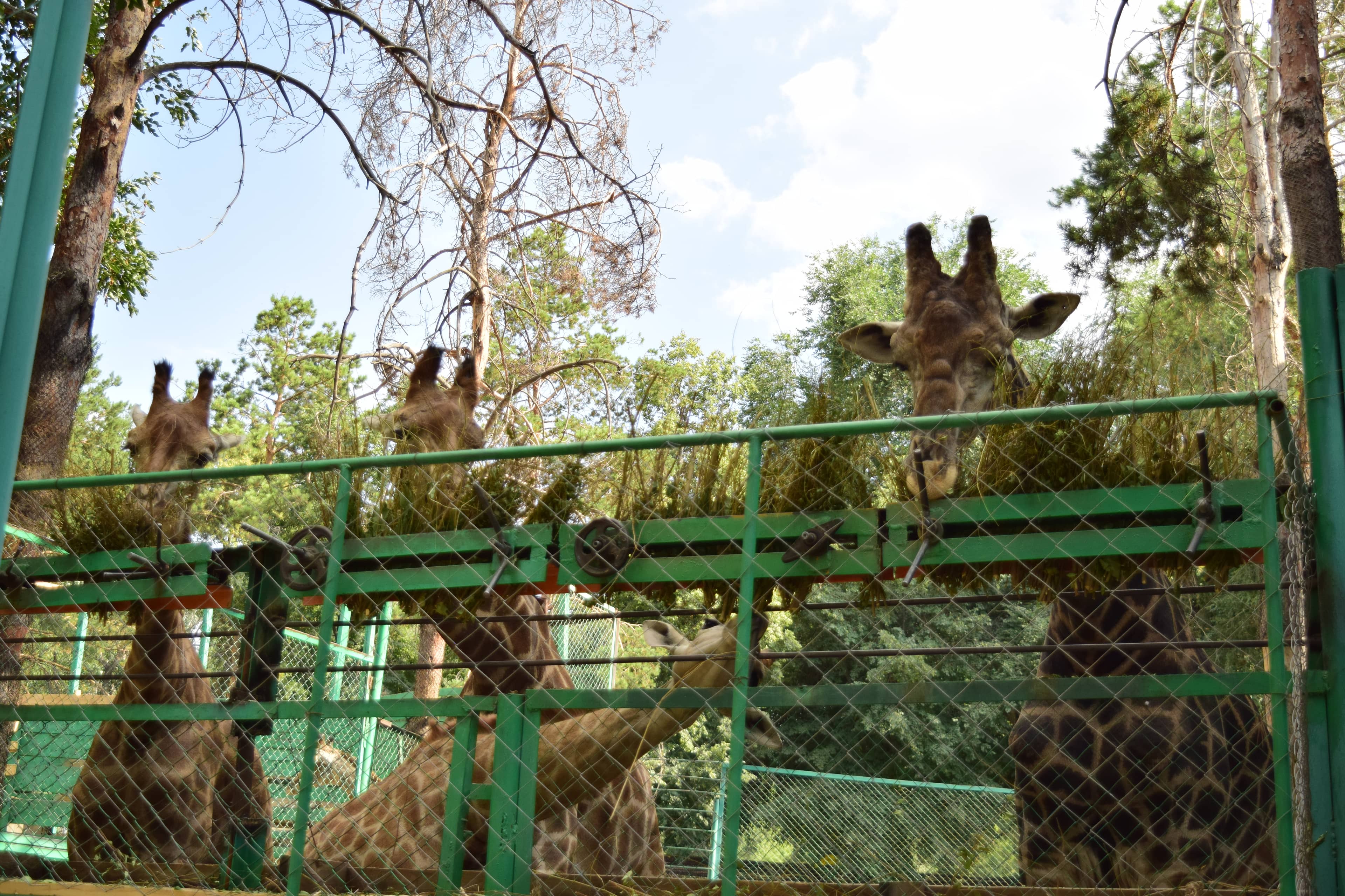 Diverse Animal Collection