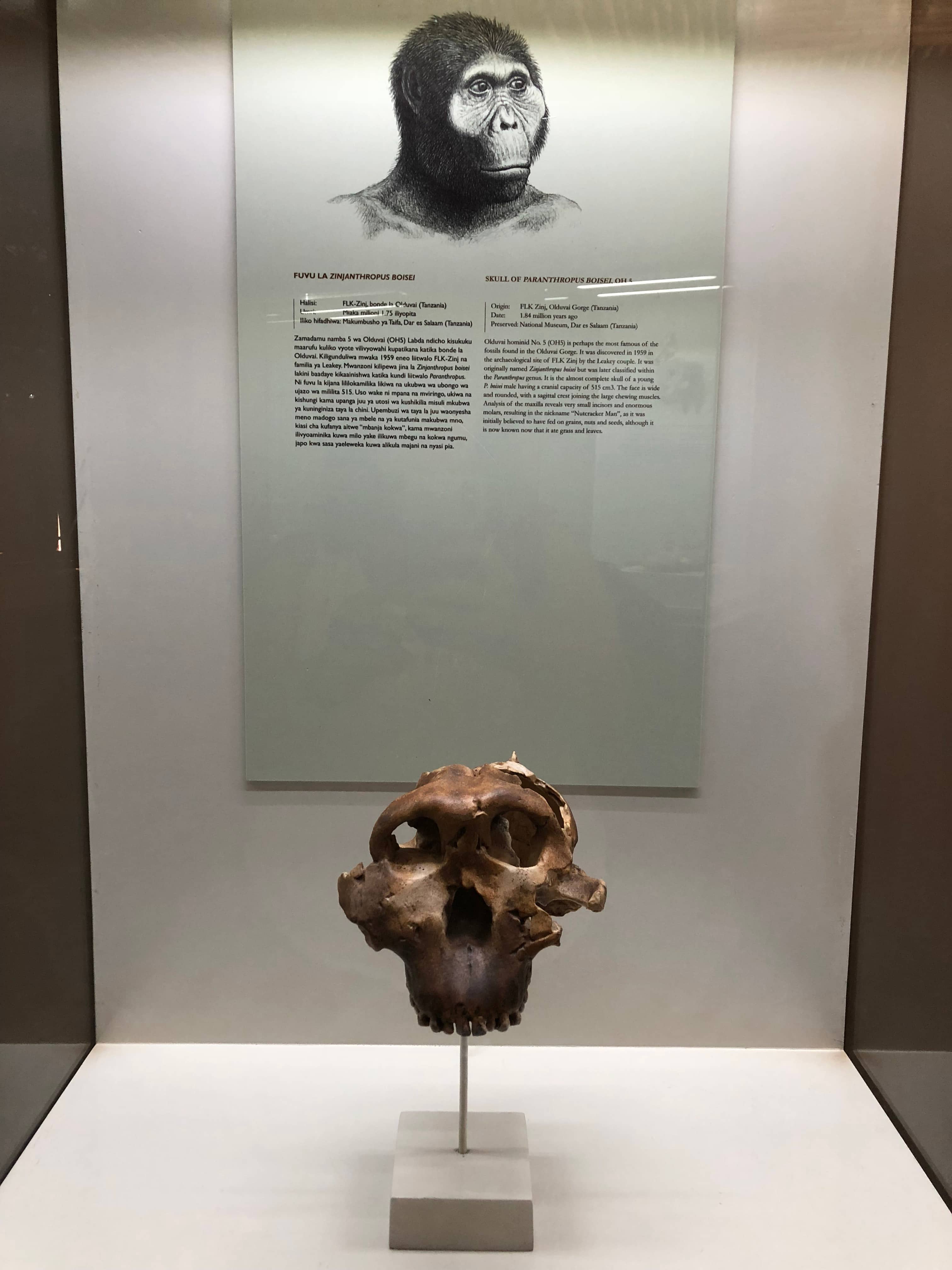 Human Evolution Exhibit