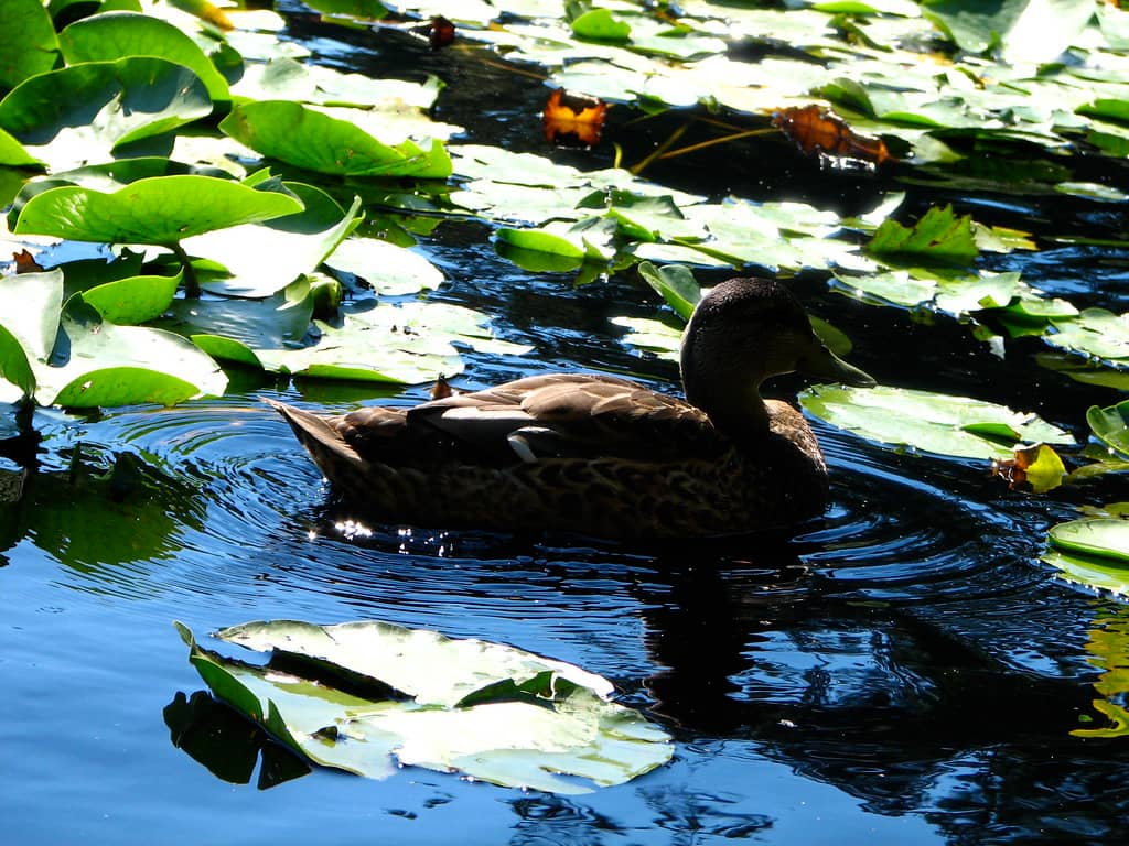 Wildlife Viewing