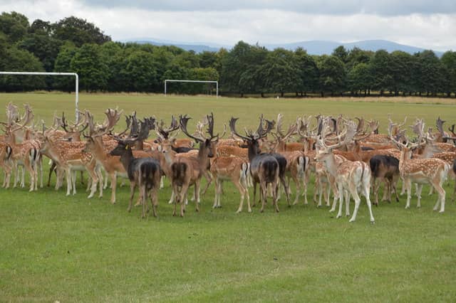 Phoenix Park Deer