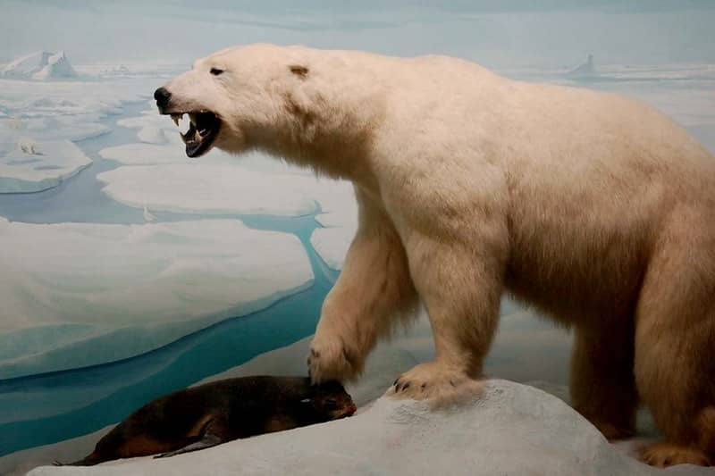 Live Animal Encounters