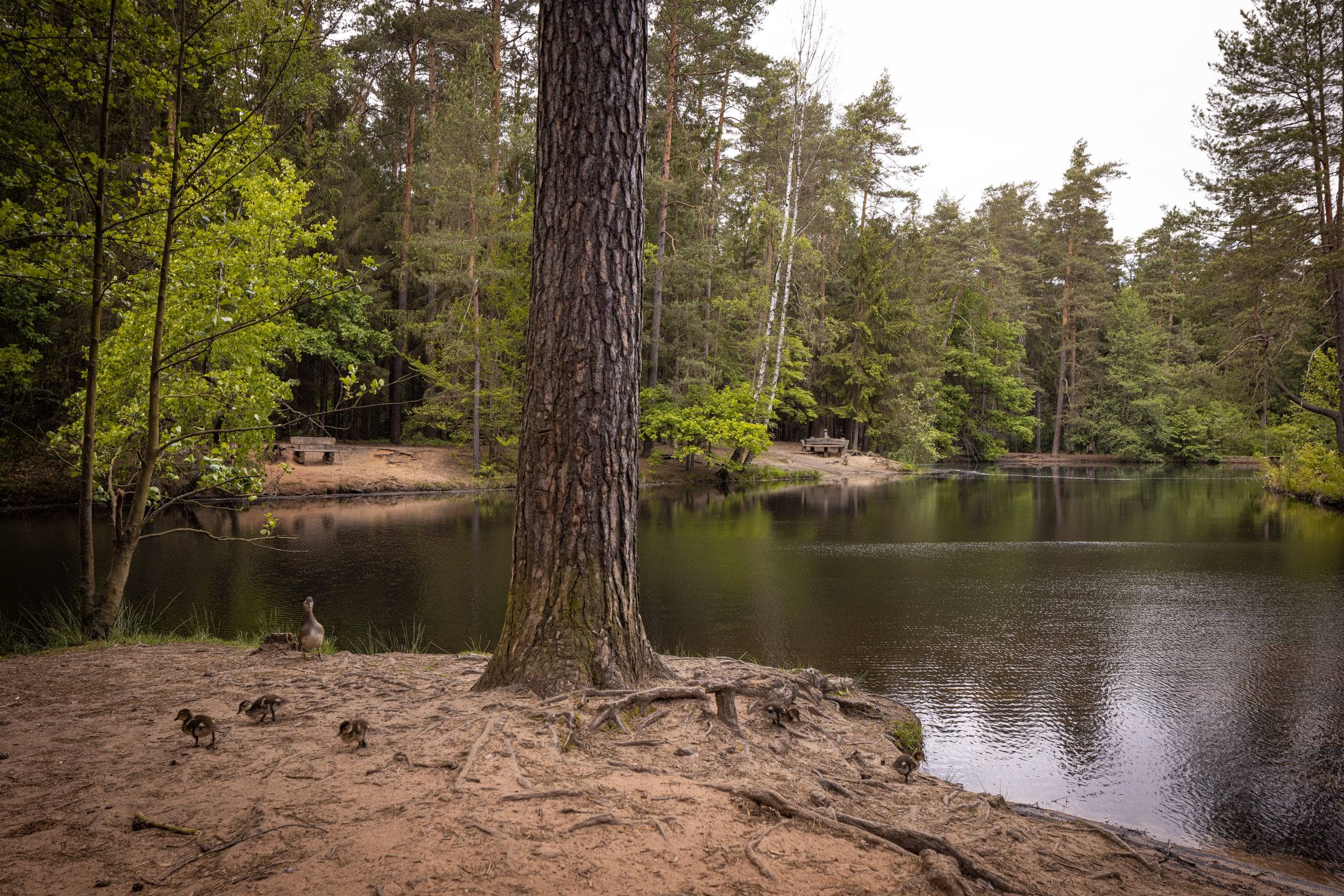 Tranquil Forest Ambiance