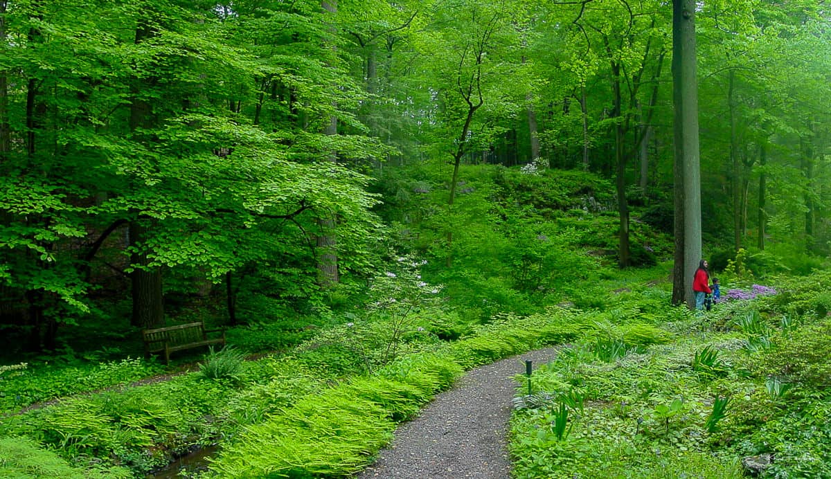 Serene Forest Trails