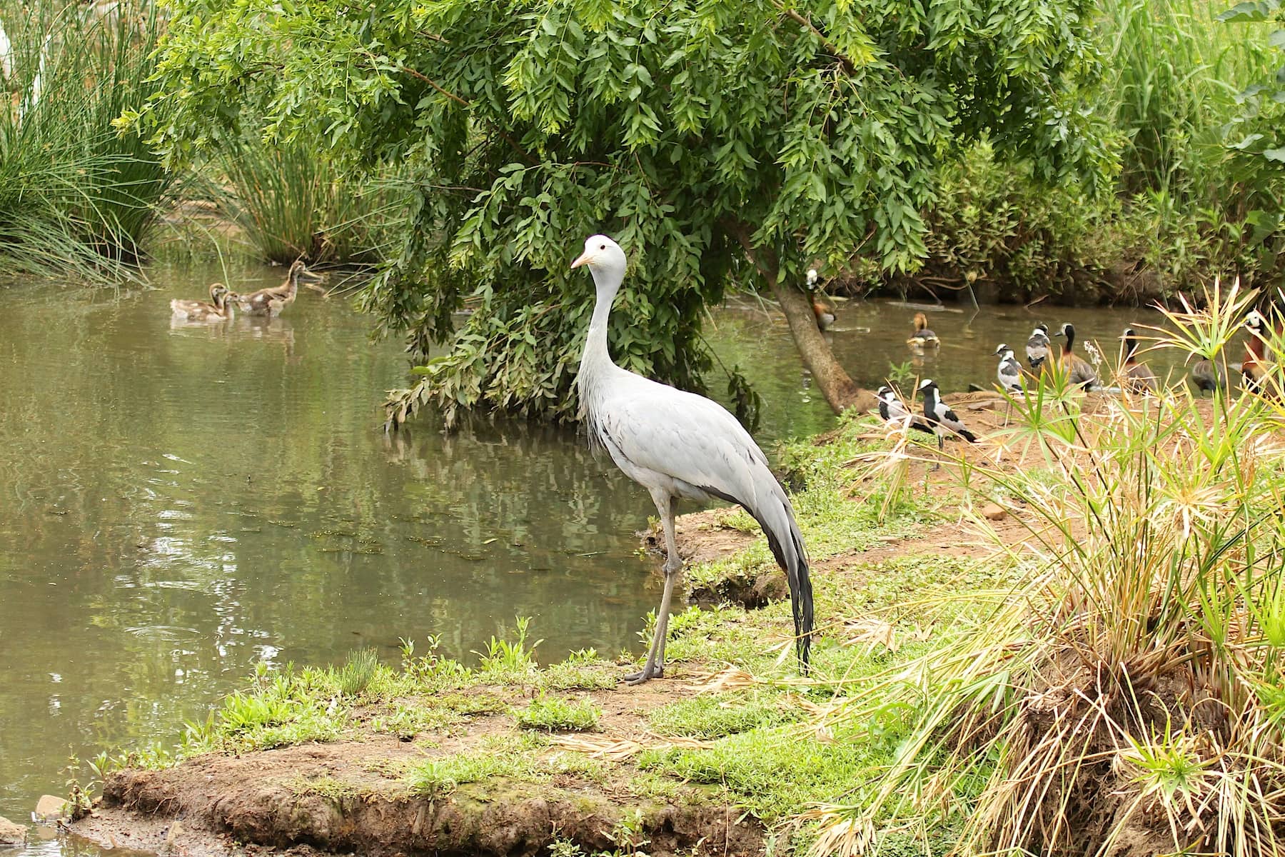 Wetland Wonders