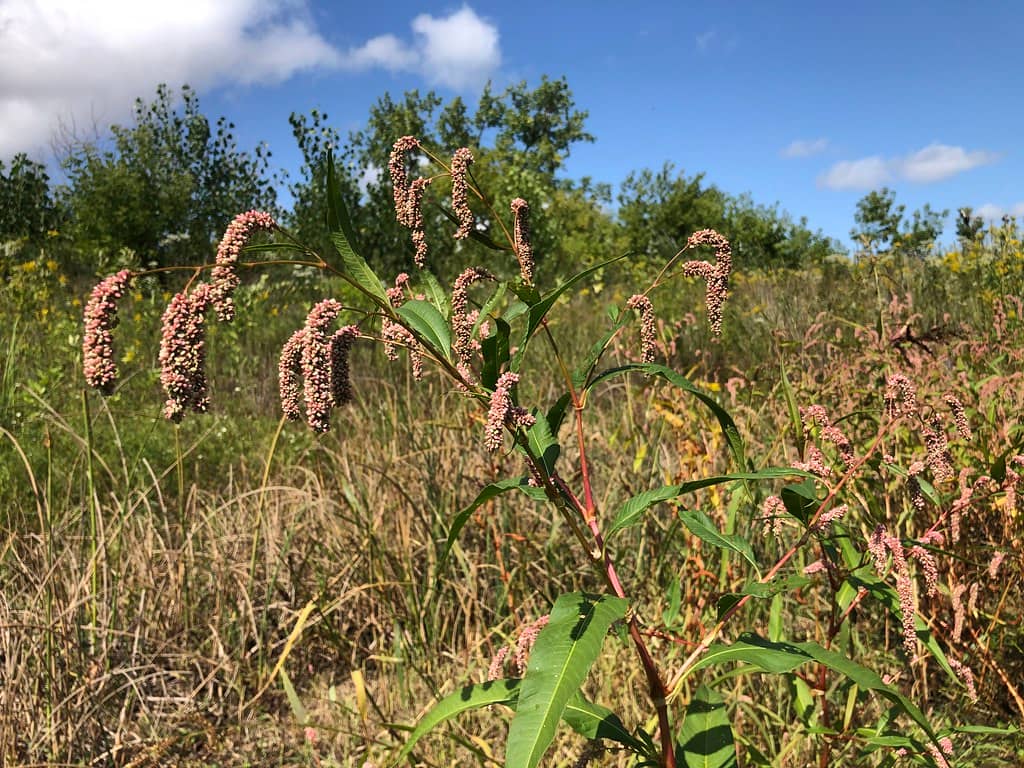 Native Grassland Recreations