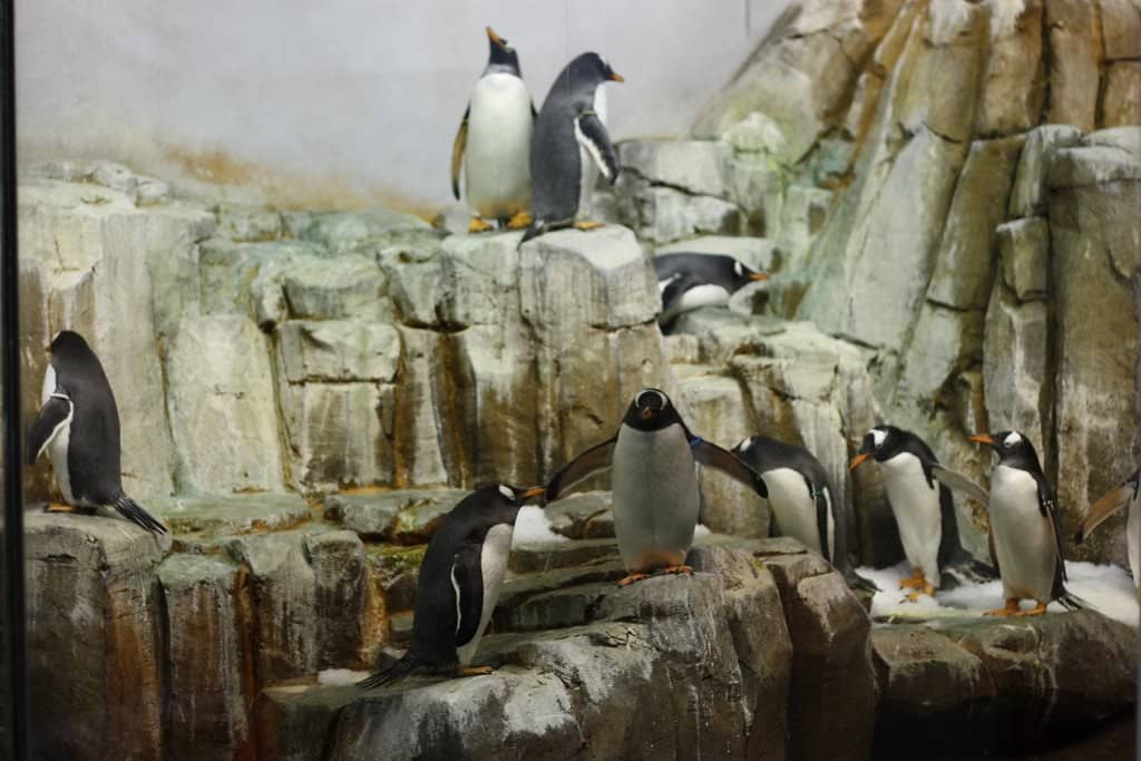 Penguin Parade