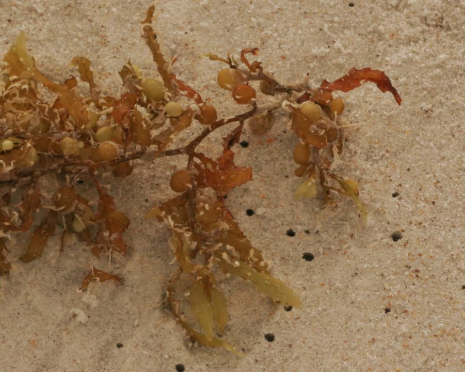 Coastal Ecosystem