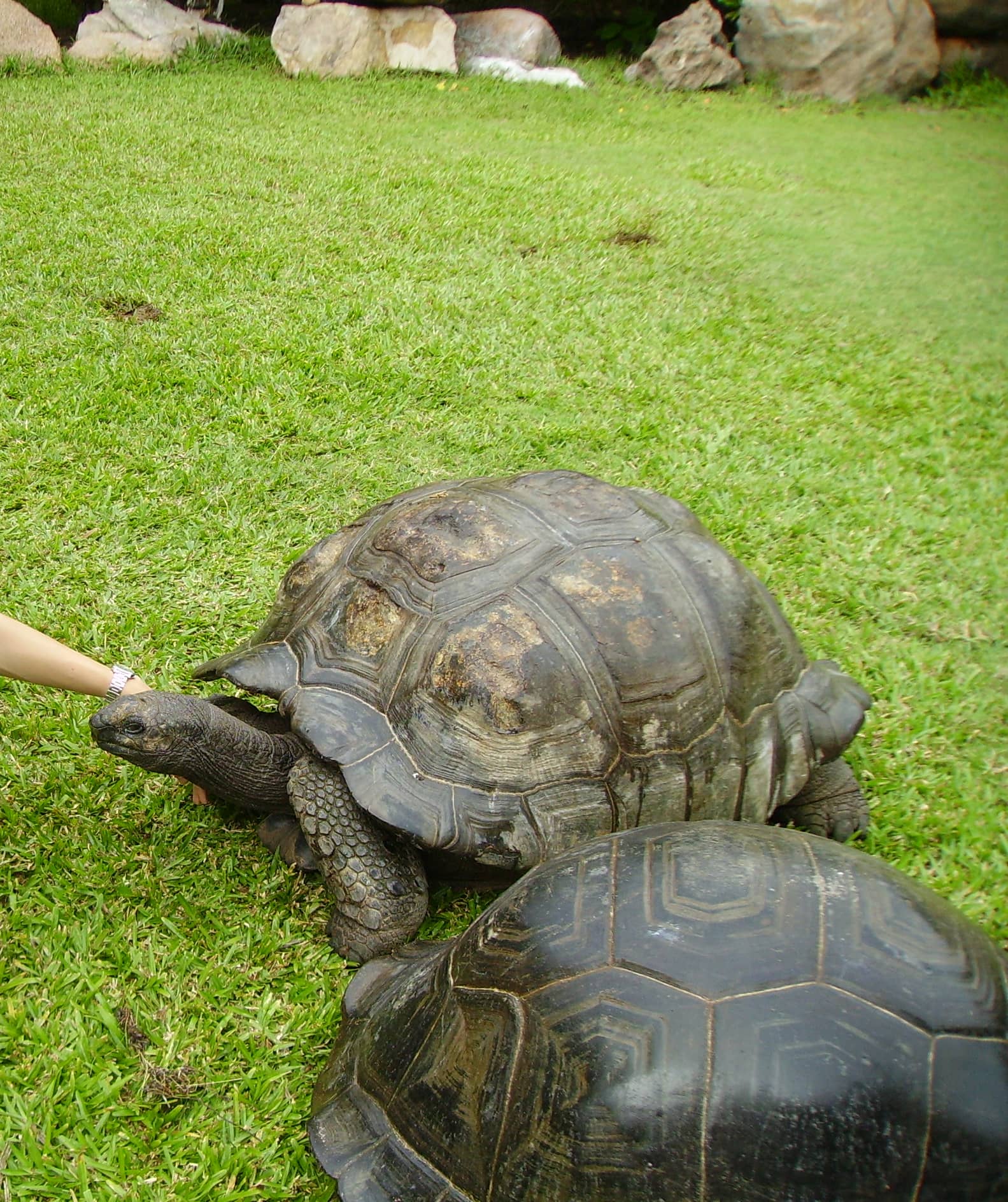 Giant Tortoise Encounters
