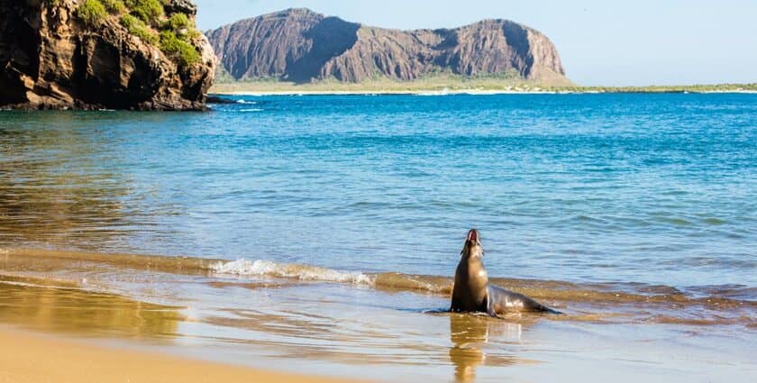 Darwin Bay Snorkeling