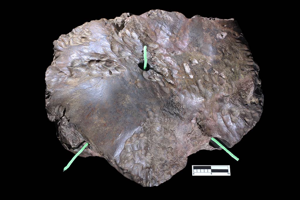 Interactive Specimen Handling