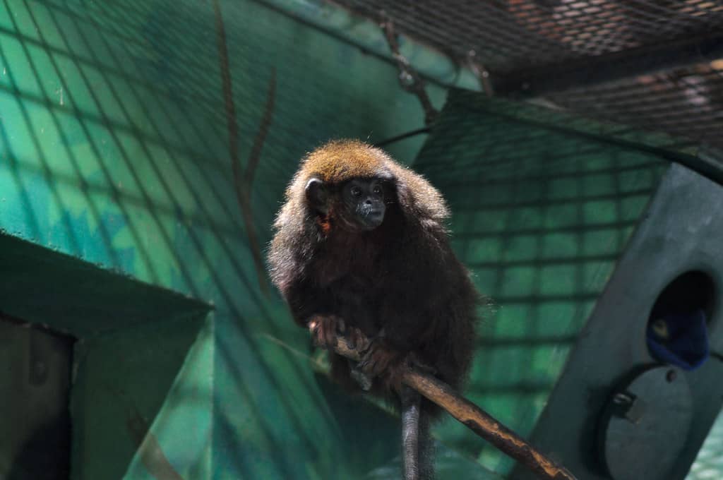 Primate Exhibits