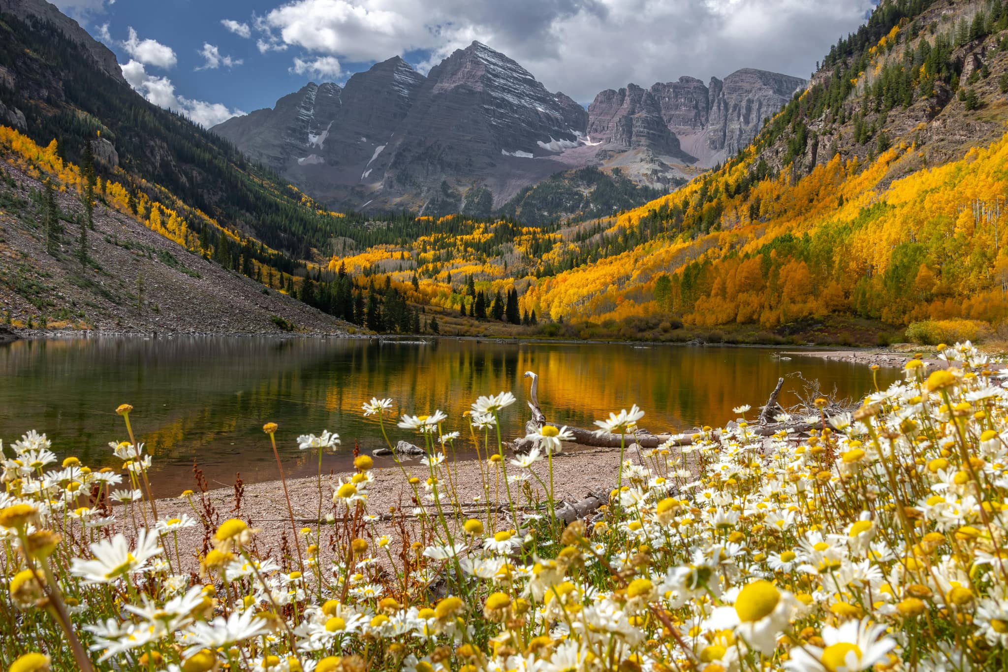 Vibrant Wildflowers