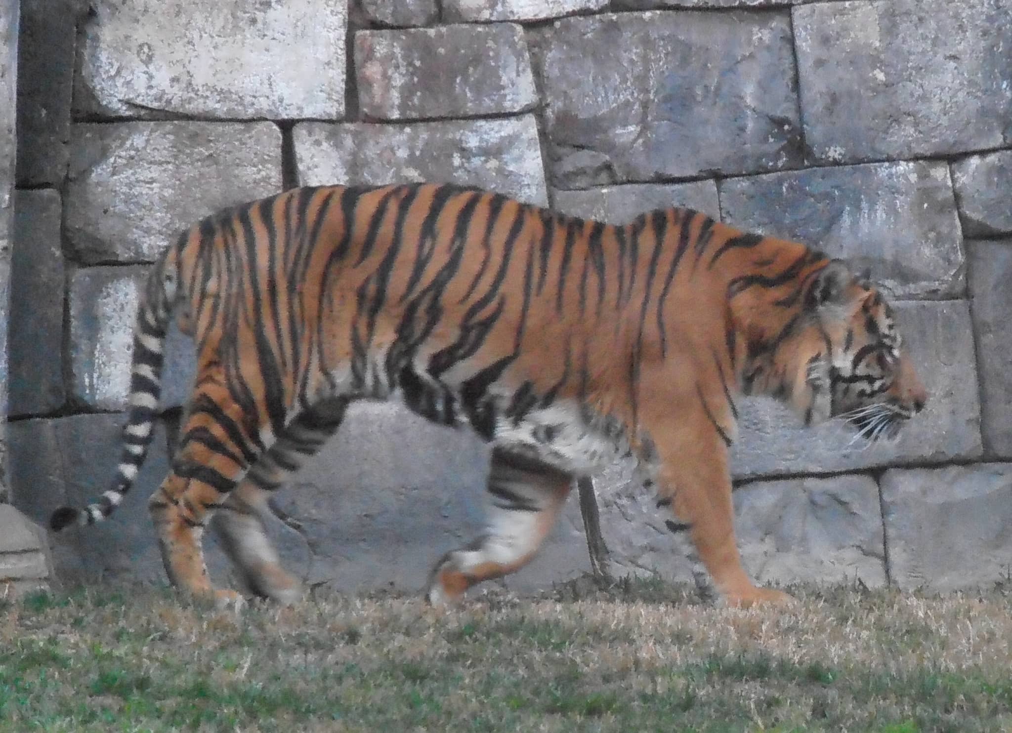 Sumatran Tigers