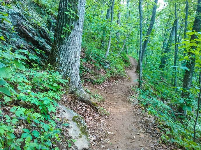 Forest Park Trails