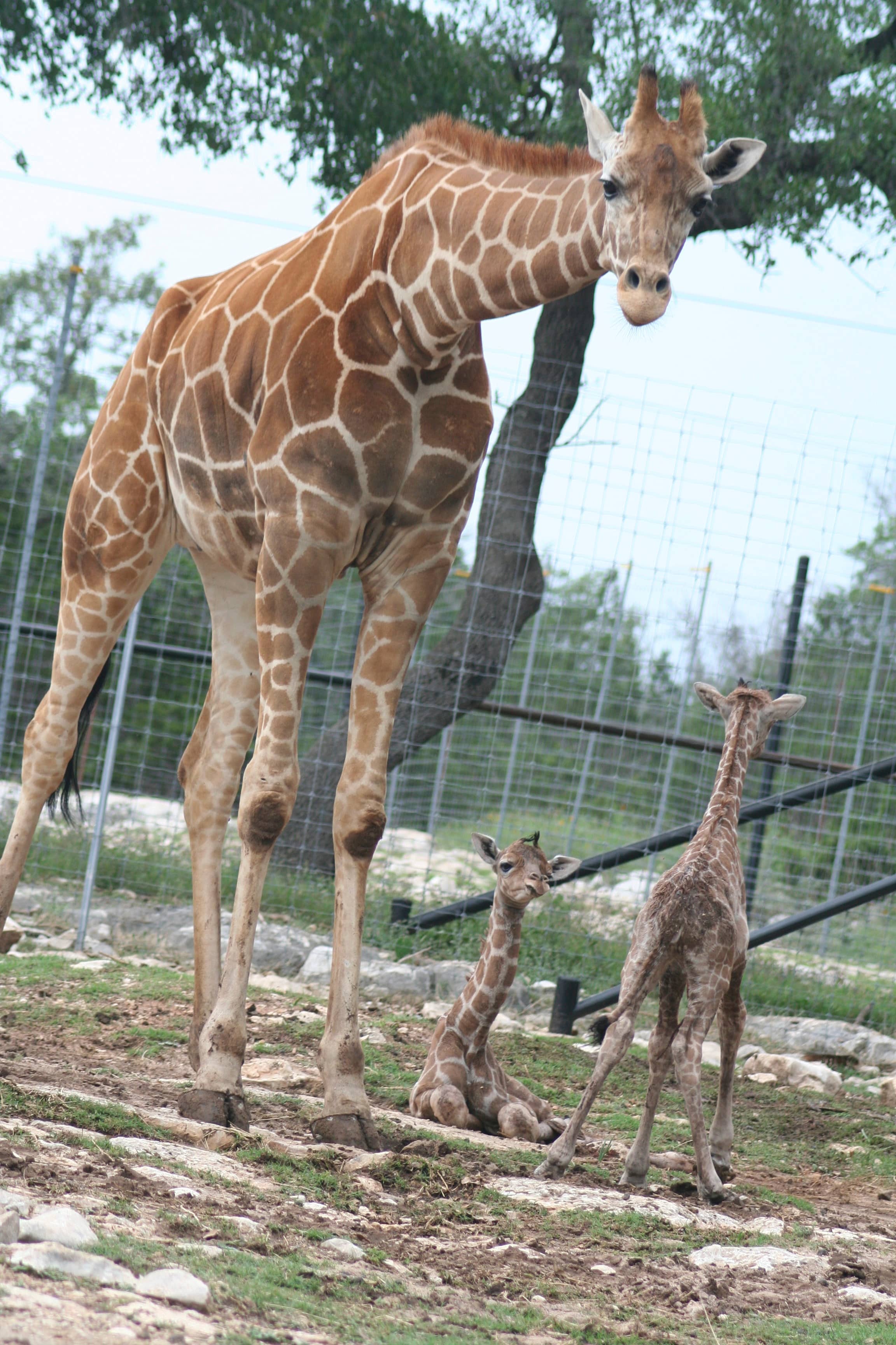 Petting Barnyard & Aviary
